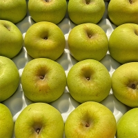 [보름데이] 고당도  특품 시나노골드(푸)