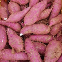 [주말특가] 해남 명품 호박고구마(푸)