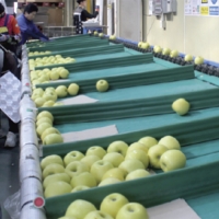 [부엌애] 시나노골드 황금사과 중대과 3kg/4.5kg