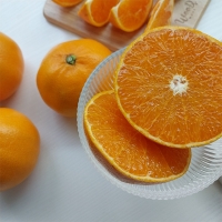 [오커캄스] 제주 천혜향 천리가는 천혜향 2kg 3kg 5kg