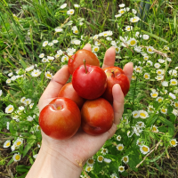 [산지직송] 새콤하고 달콤한 국내산 하우스 자두(300g/500g/1kg/1.5kg)