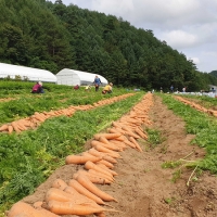 [오커디어] 당신 근처 당근 중 상 2kg 5kg 비세척