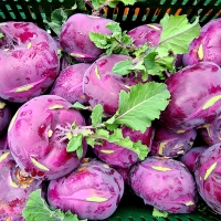 [농장직송] 제주 특품 콜라비 로얄과 2.5kg/9kg