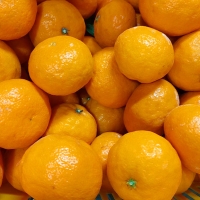  [농장직송] 제주 고당도 카라향 로얄중과 [1.5kg~4.5kg] 