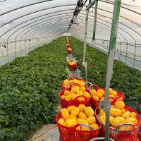 고당도 성주 꿀참외(푸)