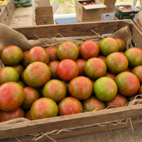 [부산대저토마토] 짭짤이 대저토마토 2.5kg (s~3s)