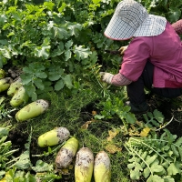 [농장직송] 제주_햇 화산토 무 [8kg-14kg] [익일출고]