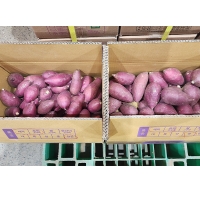 (최켓) 해남 햇 호박고구마(8/3첫출고)