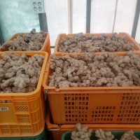 (최켓)국내산 생강 중500g~대1kg