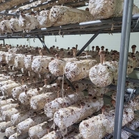 버섯농꾼 참송이버섯