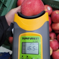 [부사] 아삭 꿀가득 사과 못난이 1KG (랜덤과)