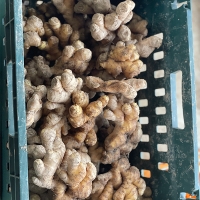 [신한카드 할인] 깊은향을 가진  경북 흙생강