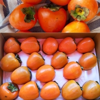 [보름데이]  달콤한  고당도  대봉감  (3kg/5kg/10kg)