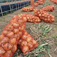 [오커최고] 양파 햇 하얀양파 1kg 2kg 3kg 5kg 소 중 특 사이즈