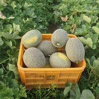 ★특가★ 달콤하고 아삭한 그린&골드 하미과 메론(푸)