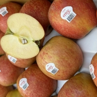 [농장직송] 고당도 정품 엔비사과 1kg/5kg