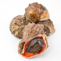 [水] 당일 해녀가 직접잡은 자연산 뿔소라 1kg