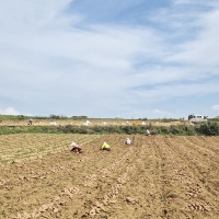 [자연속애] 안면도 호박고구마 3kg/5kg/7kg/10kg (상100-200g내)