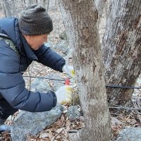전문가가 직접 채취한 지리산 고로쇠 수액 1.5L 3병 ~ 