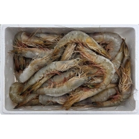 [자연산 대하] 서해안 자연산 대하 1kg [28미-30미]