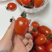 대추 방울토마토