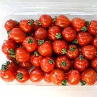 (최켓) 루비벨토마토
