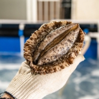 완도 최고급 전복 8-9미 1kg