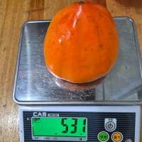 달콤한 대봉감말랭이