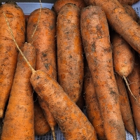 [만원의 행복] 아삭아삭  소리까지  맛있는  국내산  흙  당근 ( 2kg/3kg/4kg/5kg)