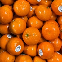 프리미엄  만다린귤(푸)