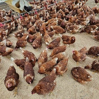 [신한카드 할인] 자연방사  홍삼란  유정란