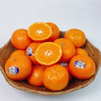 [오커최고] 수입 만다린 1kg 2kg