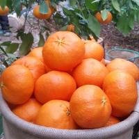 [제주직송] 진하고 당도 높은 레드향