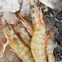 [제철수산물]흰다리새우(최)