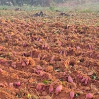 [해남 농장직송/첫수확] 오리지널 베니하루카 한입 꿀고구마 [2kg-5kg]
