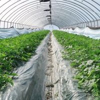 [오커디어] 꿀당도 성주 참외 1.5kg 2kg 2.5kg 3kg 4.5kg