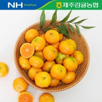 [제주감귤농협/당도선별] 고당도_상급 불로초_3kg [로얄과(2S~M)] [선물용]