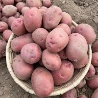 [만원의 행복] 땅속에 사과 국내산 홍감자