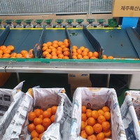 [보름데이] [선물용] 프리미엄 레드향(푸)