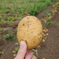 [신한카드 할인] 포슬포슬 속이 꽉찬 햇감자(푸)