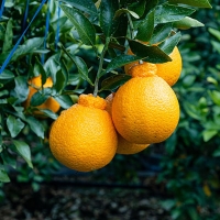 제주 서귀포 가정용 선물용 한라봉 1.5kg 2kg 한라봉선물세트