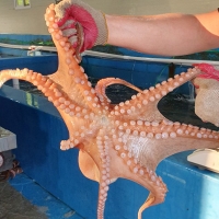 [고흥_생생 활문어] 자연산 돌문어 1kg