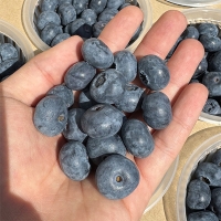 톡터지는 신선함 국내산 블루베리
