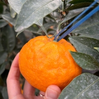 [농장직송] 당도선별_고당도 수라향 [1.5kg-4.5kg]