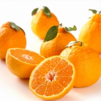 [농협] 한아름드린 한라봉세트 3kg(특15과내)  1박스/2박스