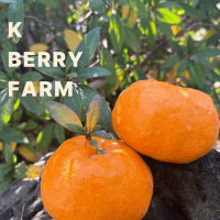  산지직송 윈터프린스 국내산 감귤 선물세트 2.5kg(8-11개입)