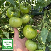 높은당도 프리미엄 대저 토마토(푸)