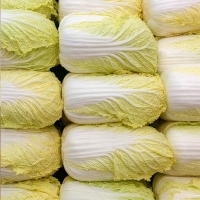 전라도 노랑이 햇쌈배추( 1kg/1.5kg/2kg)