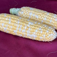 (최켓) 애플초당옥수수(급냉) 9cm~14cm