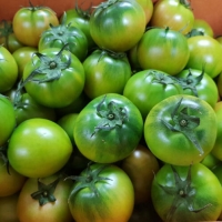 [산지직송] 대저토마토/대저짭잘이 토마토 2.5kg [소/중/대]